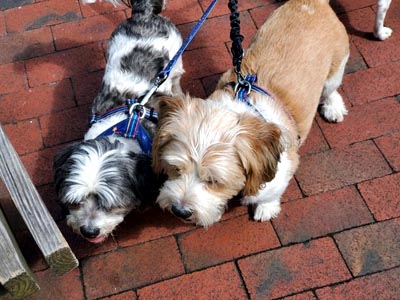 Pet Friendly Gatlinburg Restaurants and Shops