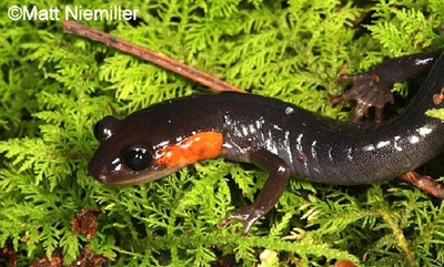 Red Cheeked Salamander Smoky Mountains